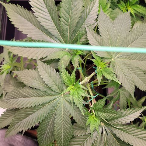 Hilde  growlog photo: LST angewandt 