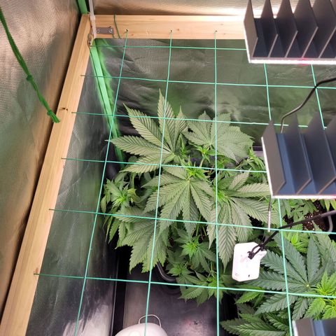Hilde  growlog photo: LST angewandt 