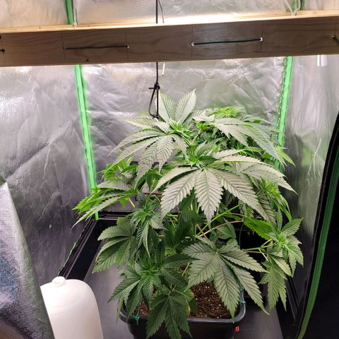 Hilde  growlog photo: LST angewandt 