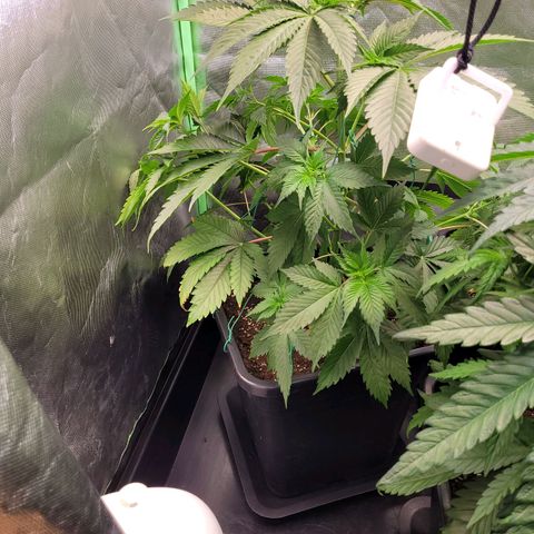 Hilde  growlog photo: LST angewandt 