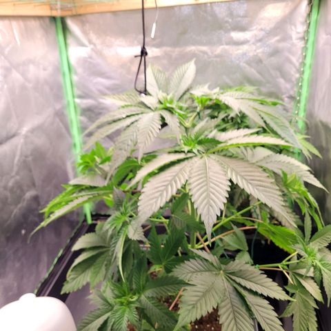 Hilde  growlog photo: LST angewandt 