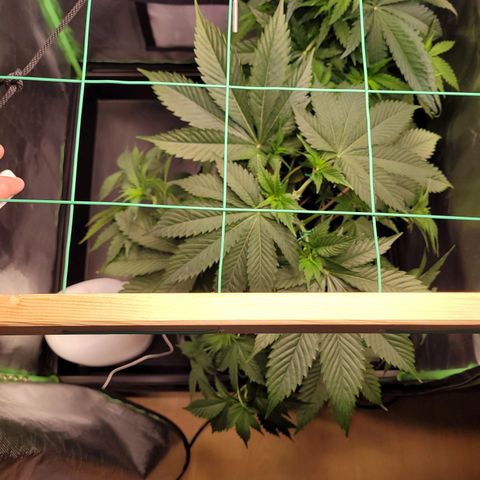 Hilde  growlog photo: LST angewandt 