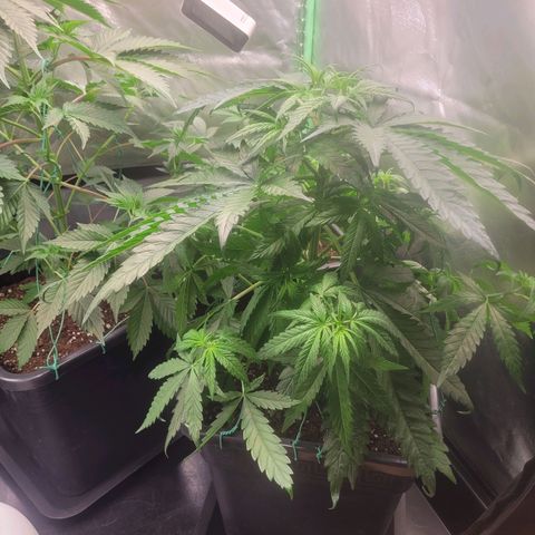 Kalli growlog photo: LST