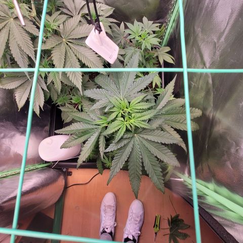 Kalli growlog photo: LST