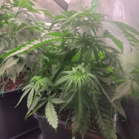 Kalli growlog photo: LST