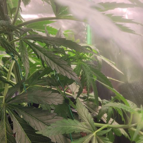 Kalli growlog photo: LST