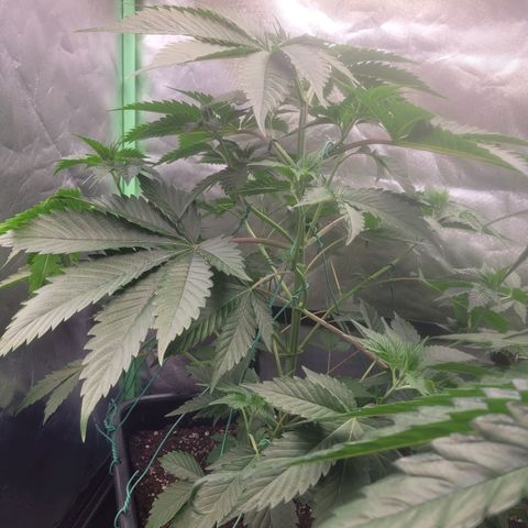 Kalli growlog photo: LST