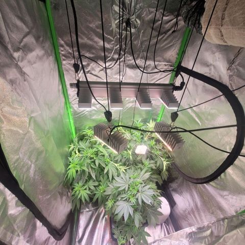 Kalli growlog photo: Umzug 