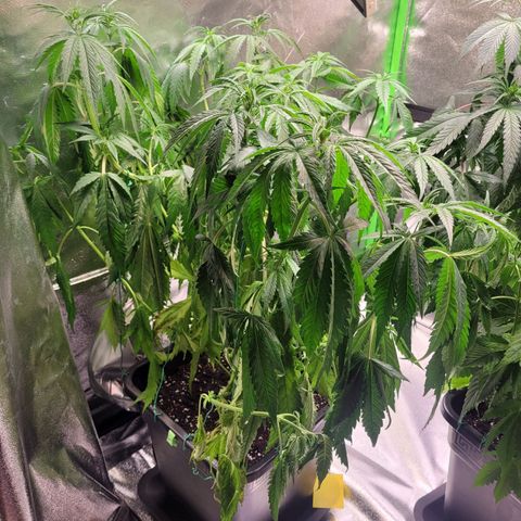 Kalli growlog photo: Nach 5tagen war 2 Tage im Urlaub und hätte nochmal Gießen sollen 