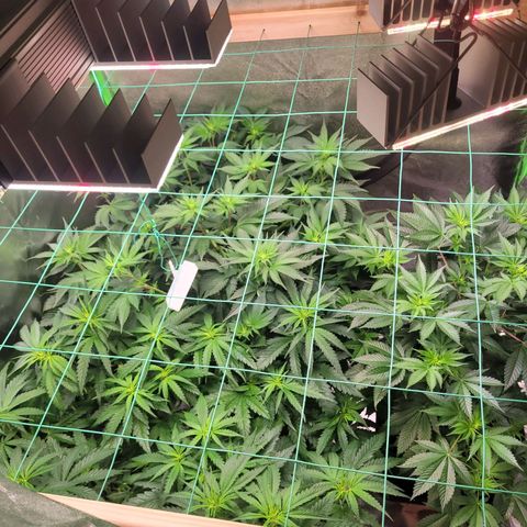 Kalli growlog timeline photo