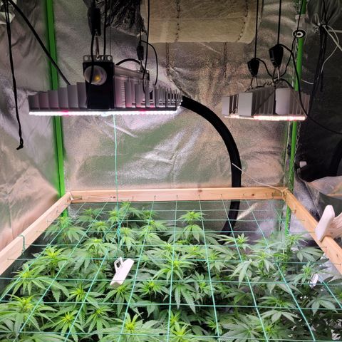 Kalli growlog photo: Scrog Netz tiefer gehangen zum rein wachsen 