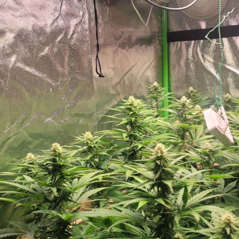 Kalli growlog timeline photo
