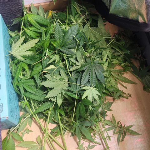 Kalli growlog timeline photo