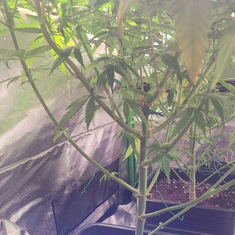 Kalli growlog timeline photo