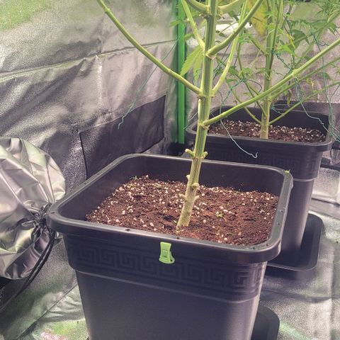 Kalli growlog timeline photo