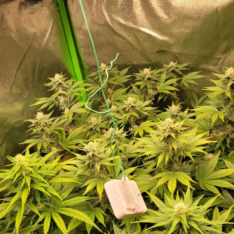 Hilde  growlog timeline photo
