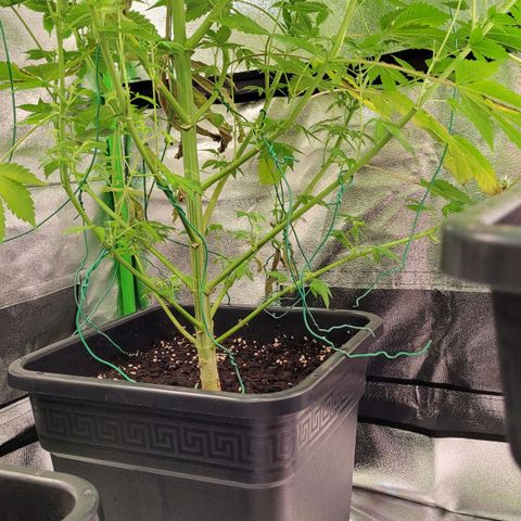 Hilde  growlog timeline photo