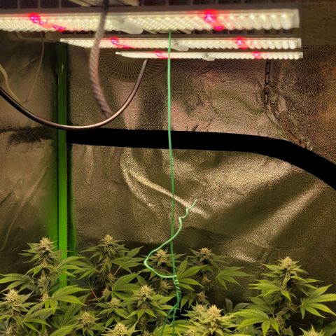 Hilde  growlog timeline photo