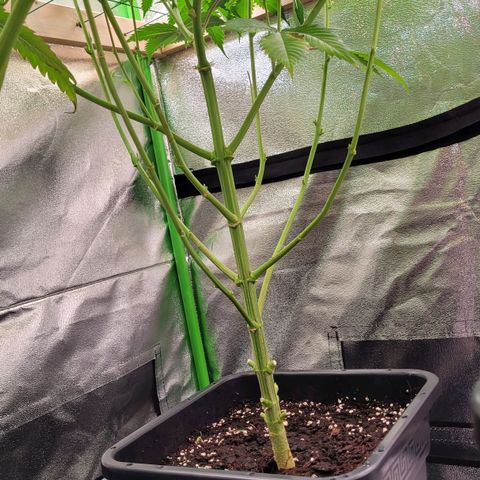 Hilde  growlog timeline photo