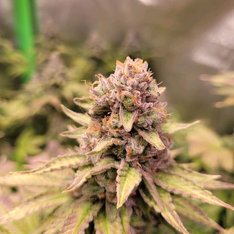 Kalli growlog timeline photo