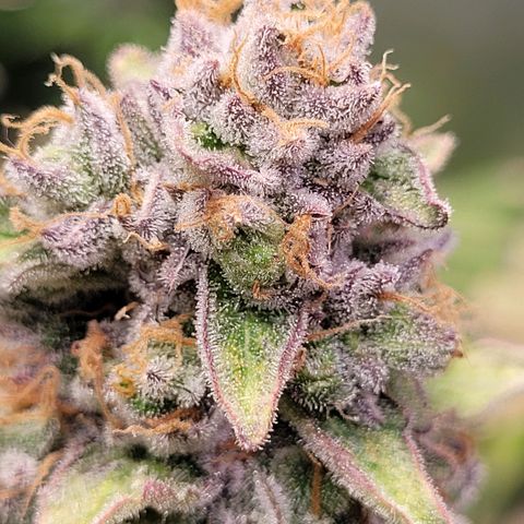 Kalli growlog timeline photo