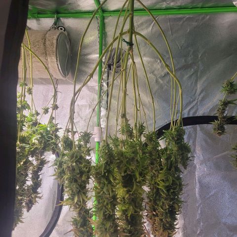 Kalli growlog timeline photo