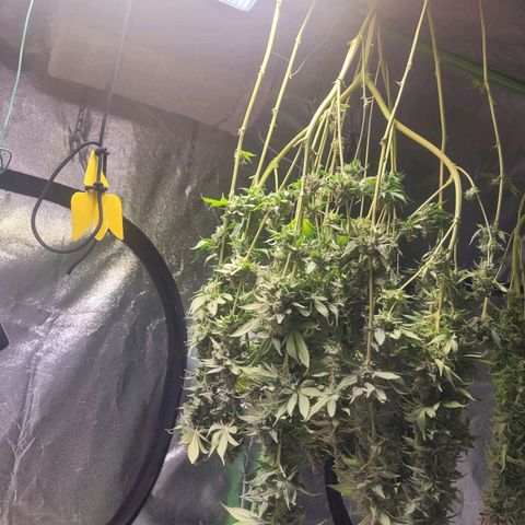 Kalli growlog timeline photo