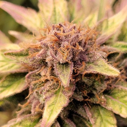 Kalli growlog timeline photo
