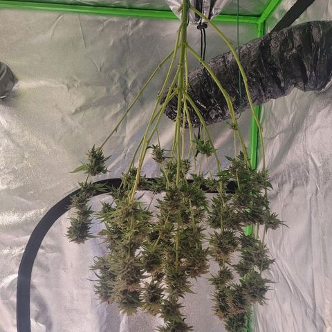 Kalli growlog timeline photo