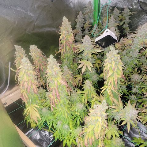Kalli growlog timeline photo