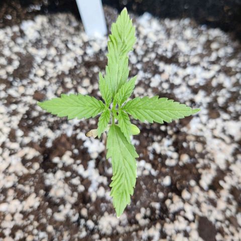 Joanne's CBD growlog timeline photo
