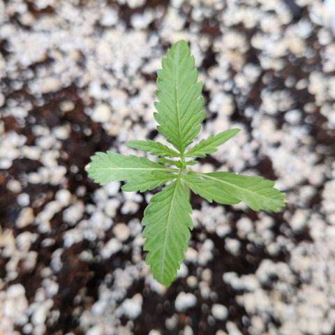 Purple Queen growlog timeline photo