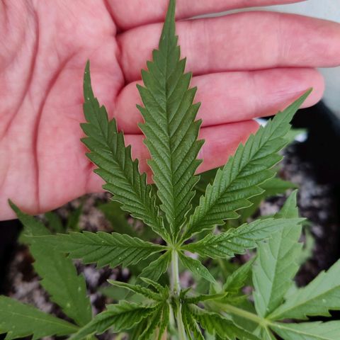 Joanne's CBD growlog timeline photo