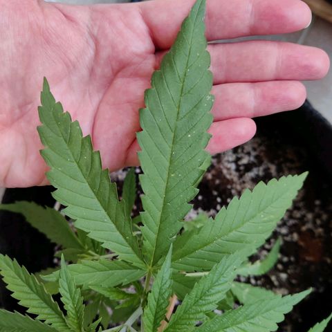 Joanne's CBD growlog timeline photo