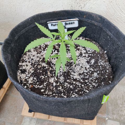 Purple Queen growlog timeline photo