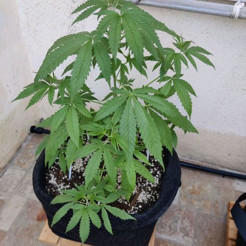 Joanne's CBD growlog timeline photo