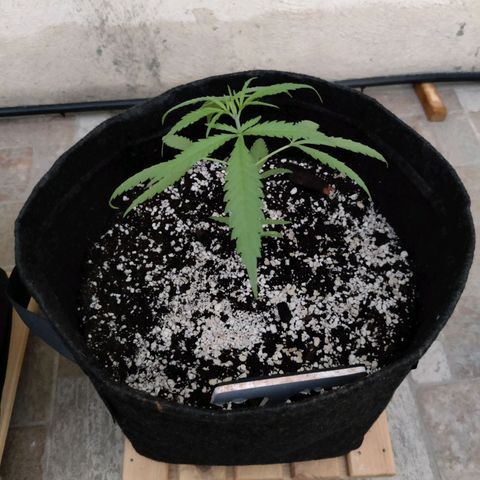 Purple Queen growlog timeline photo