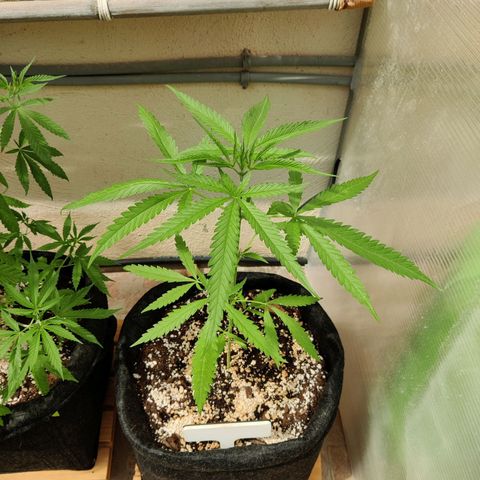 Purple Queen growlog timeline photo