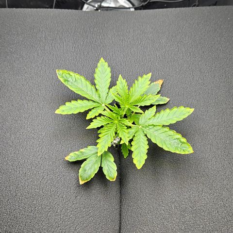Wedding Cake Auto growlog photo: An den Blättern ist Nährstoffmangel zu erkennen, deshalb langsame Anhebung auf EC ~1,6.