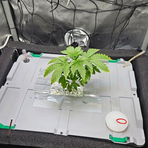 Wedding Cake Auto growlog photo: Kranke Fächerblätter wurden entfernt.