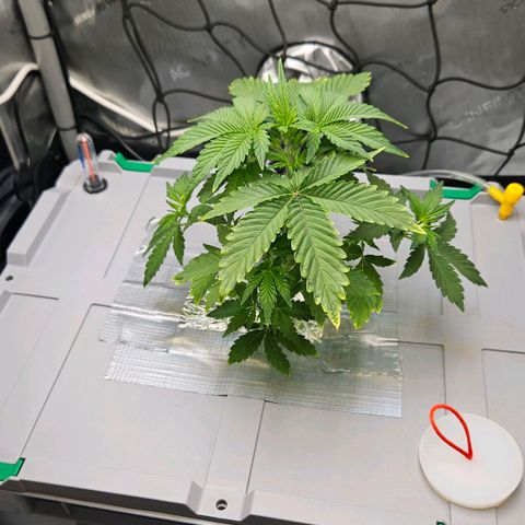 Wedding Cake Auto growlog photo: Hatte Wassertemperatur Probleme und halte sie aktuell mit verbesseter unterer Zelt Belüftung und wechselnden Kühlakkus unten und habe die Sauerstoff Versorgung verdoppelt und lasse sie 24/7 laufen.
