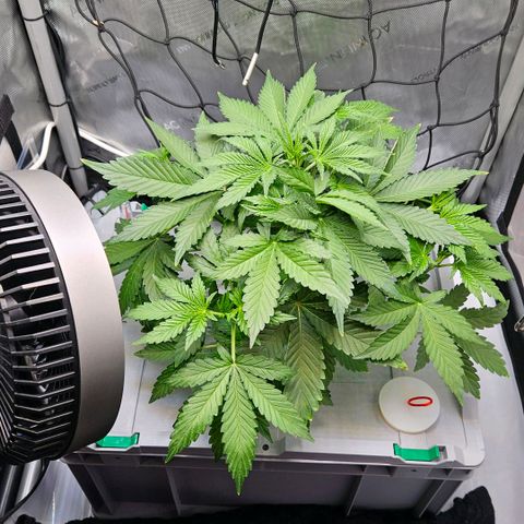 Wedding Cake Auto growlog photo: Heute steht Werte-Kontrolle und ein erster kleiner Trimm an.