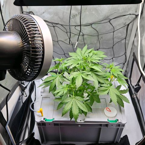 Wedding Cake Auto growlog photo: Nach dem ersten kleinen Trimm.