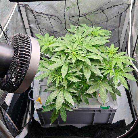 Wedding Cake Auto growlog photo: Heute steht ein Trimm an; das Netz wird eingespannt und 5l Angepasstes Wasser nachgefüllt.
