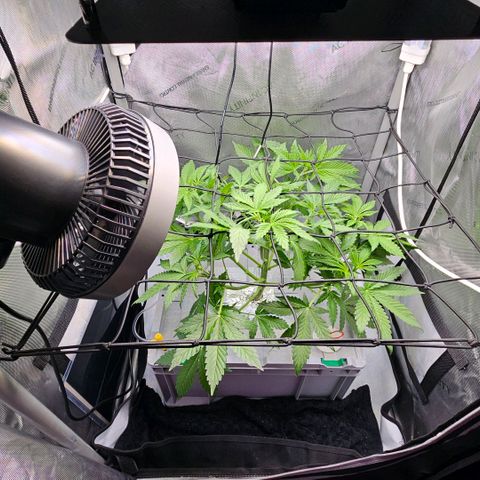 Wedding Cake Auto growlog photo: Nach dem Trimm habe ich das Netz eingespannt.