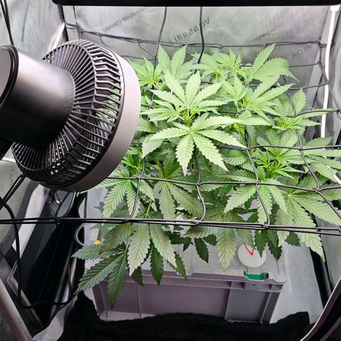 Wedding Cake Auto growlog photo: Werte Gemessen und den pH Wert korrigiert. 