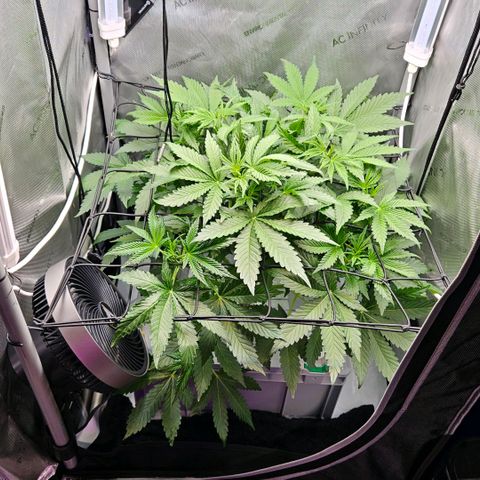 Wedding Cake Auto growlog photo: Heute liegt Rückschritt, Lichtanpassung, Luftstromanpassung und auffüllen der Nährstofflösung an.