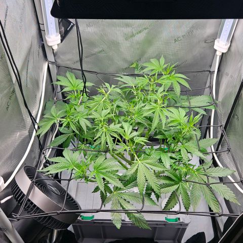 Wedding Cake Auto growlog photo: Nach dem Rückschnitt.