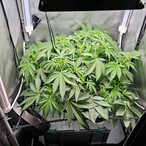 Wedding Cake Auto growlog photo: Vor de Trimm 