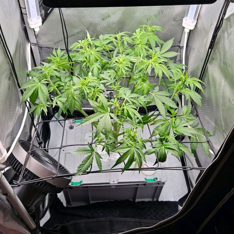 Wedding Cake Auto growlog photo: Nach dem Trimm 